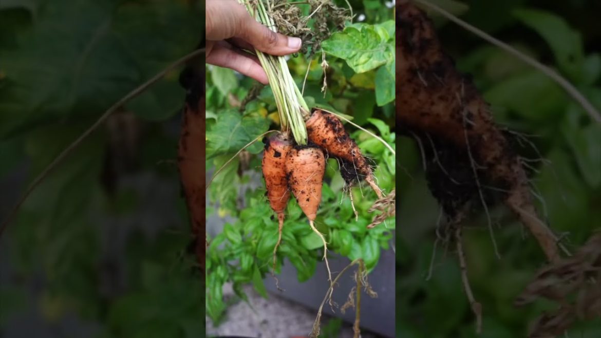 Harvesting Carrots grown in Containers
