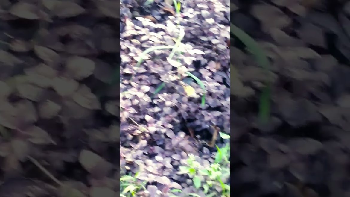 Beautiful Leaf Tree in Garden Design and Ideas for all. #shorts #share #subscribe #status