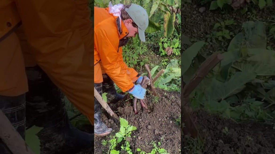 Harvesting Ebi Imo (Shrimp Potato) in Kyoto, Japan | Farm life in Japan