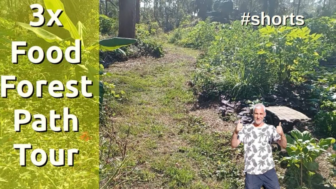 #shorts Food Forest Tour AFTER  Paths Reclaimed From Overgrown Sweet Potato Vines