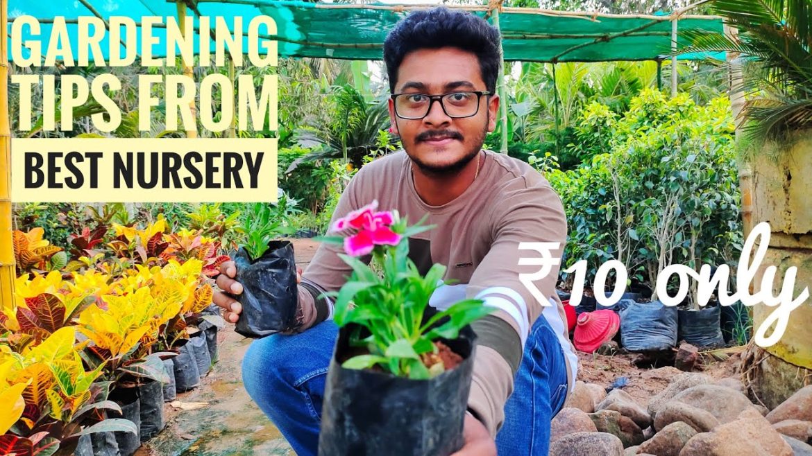 gardening tips for beginners|| organic vegetables || indoor plants outdoor plants gardening tips for beginners|| organic vegetables || indoor plants outdoor plants