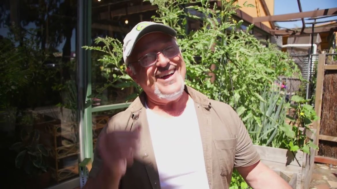 Inspecting My Tomato Plants For  Pests And Disease