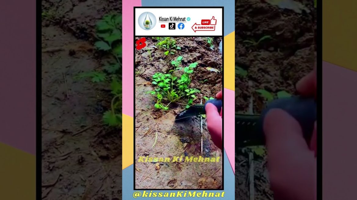 Gardening Trowel, Multifunctional Gardening Survival Digging Trowel // Trowel - Gardening Tool