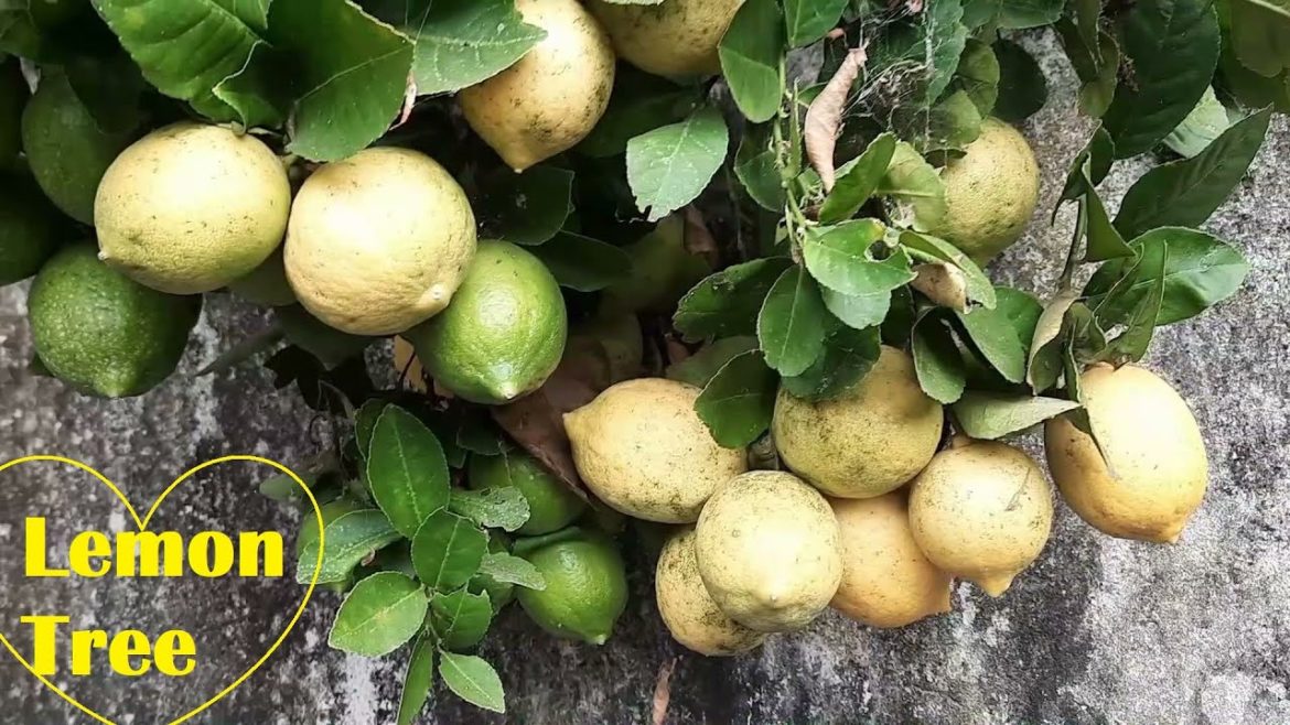 Lemon Tree || My home Garden || Leena's Lifestyle #vlog 👍