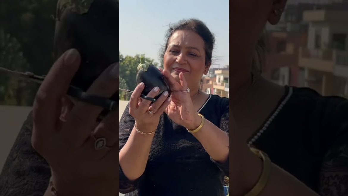 चिल्ला पड़ा यह बैंगन