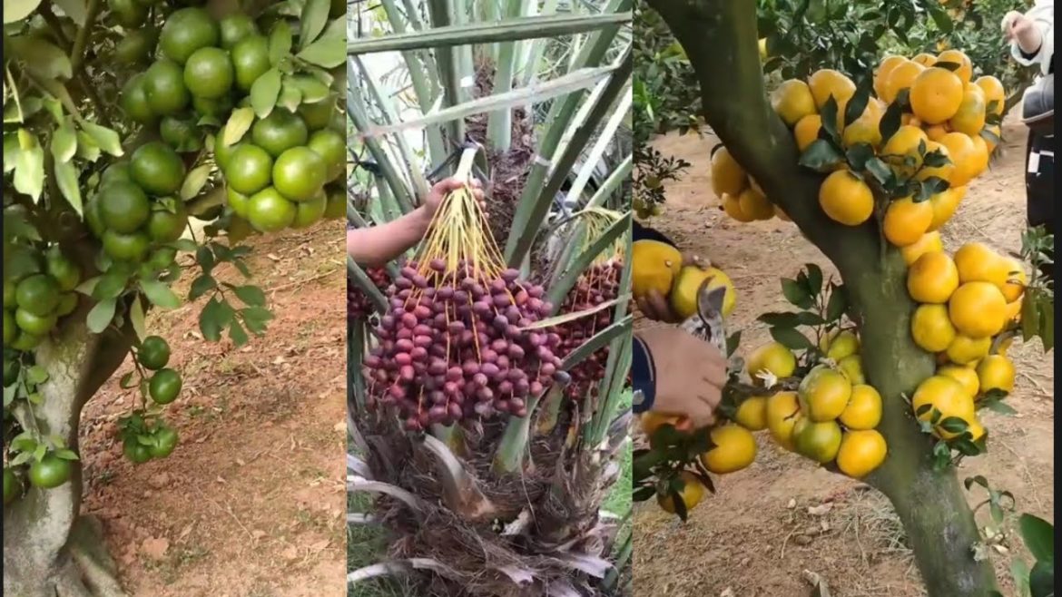 mixed fruit garden china japan fruits Agriculture
