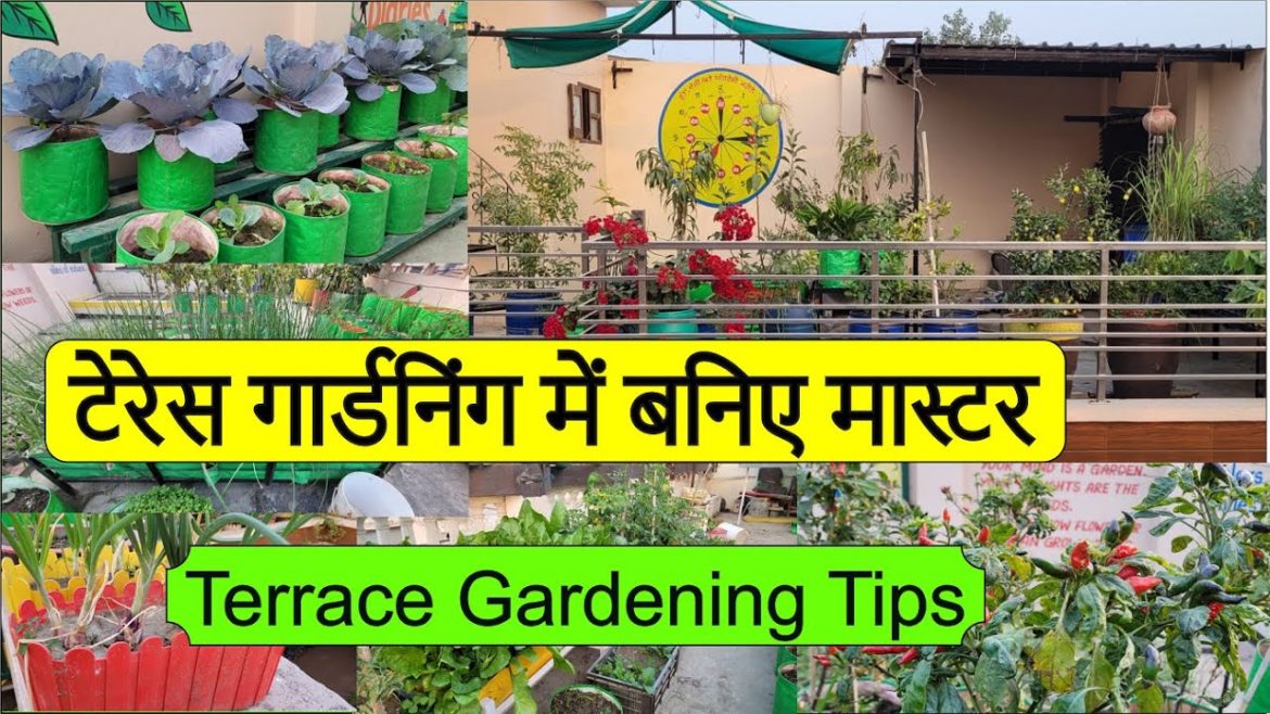 टेरेस गार्डनिंग में बनिए मास्टर | Terrace Gardening Tips|| टेरेस गार्डनिंग में बनिए मास्टर | Terrace Gardening Tips||