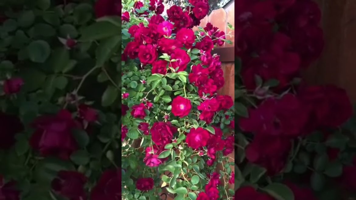 AMAZING HYBRID ROSES AT THE FRONT YARD GARDEN #shorts #flower #roses# plant #hybrid #garden #red AMAZING HYBRID ROSES AT THE FRONT YARD GARDEN #shorts #flower #roses# plant #hybrid #garden #red