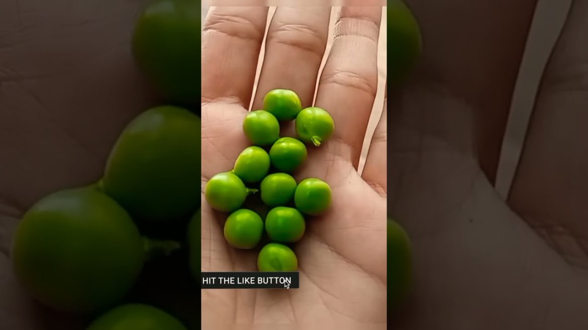 how to grow peas #shorts #gardening #pea