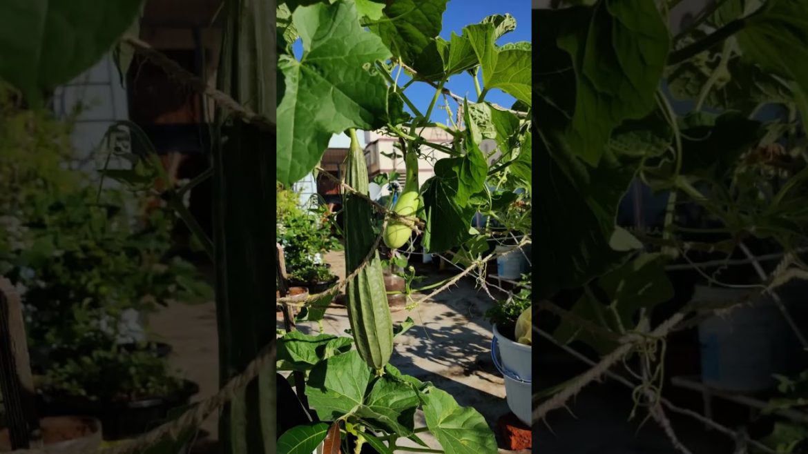 @మా తోటలో కూరగాయలుI ఆర్గానిక్ #organic#vegetables #garden