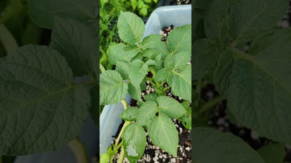 How To Grow Giant Patatoes ๐ป๐ฅ๐ค…Capricorn Gardening @Ibarbi._ ๐๐๐ท๐ธ#tips#gardening #grow#patato How To Grow Giant Patatoes ๐ป๐ฅ๐ค..._Capricorn Gardening @_Ibarbi._ ๐๐๐ท๐ธ#tips#gardening #grow#patato