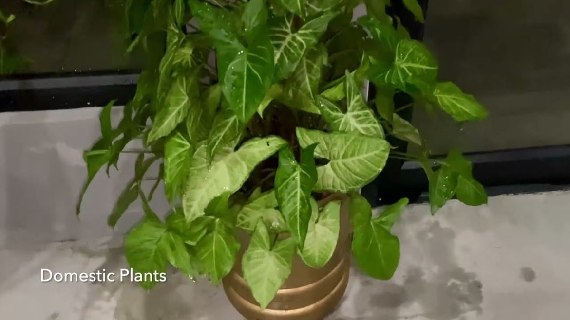 Planting syngonium indoor | Recycle plastic bottle | Planting syngonium indoor | Recycle plastic bottle |