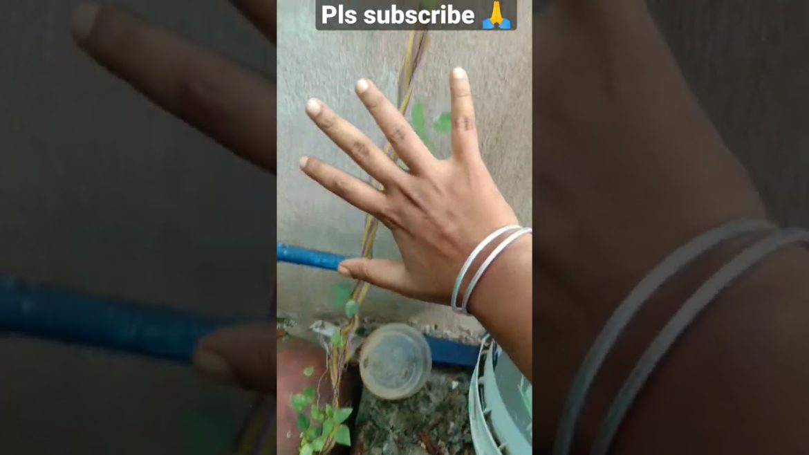 wow😳😳 #shorts #shortsfeed #garden #subscribe #nature #natural #gardening #fertilizer #gardeningtips wow😳😳 #shorts #shortsfeed #garden #subscribe #nature #natural #gardening #fertilizer #gardeningtips