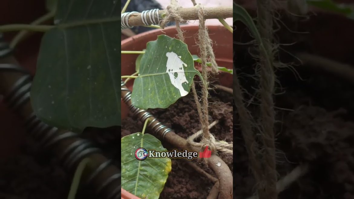New Bonsai Plant Techniques// ππππππ’ ππππππ πππ π±πππππ ππππ// #Trending #ytshorts #shorts New Bonsai Plant Techniques// ππππππ’ ππππππ πππ π±πππππ ππππ// #Trending #ytshorts #shorts