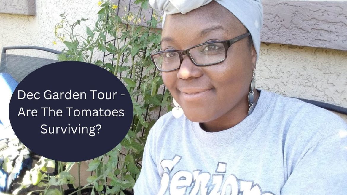 Dec Garden Tour – Are The Tomatoes Surviving? Dec 12th, 2023 – Vlognukkah Day 11 Dec Garden Tour - Are The Tomatoes Surviving? Dec 12th, 2023 - Vlognukkah Day 11