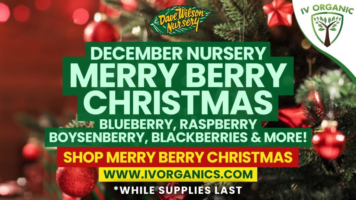 Merry Berry Christmas Sale |  Blueberries, Raspberries, Boysenberries, Blackberries & More!