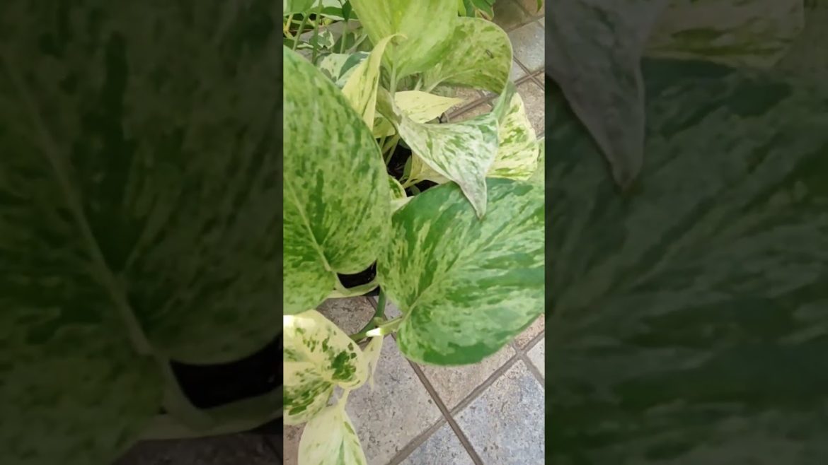 Pothos. Pearls n' jade, and Marble Queen pothos sharing a grow pot. #plantvlog #shorts #pothosplant