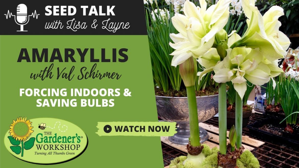 #15 - Amaryllis - Forcing Indoors & Saving Bulbs with Val Schirmer