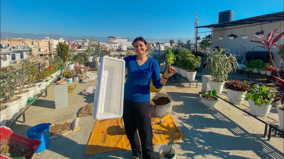 Winter Garden 🪴Terrace Garden Ideas #vlog159