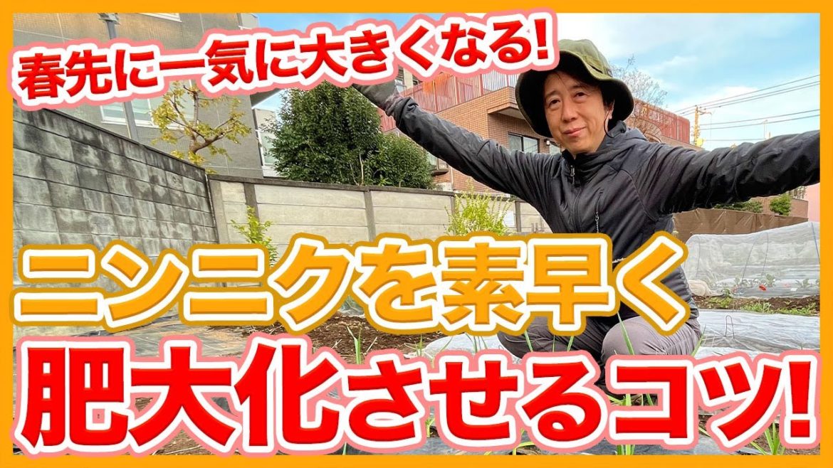 家庭菜園や農園のニンニク栽培は春先に一気に大きく育てる!素早く肥大化させるニンニクの育て方を徹底解説!【農家直伝】/Tips to grow garlic big by spring. 家庭菜園や農園のニンニク栽培は春先に一気に大きく育てる!素早く肥大化させるニンニクの育て方を徹底解説!【農家直伝】/Tips to grow garlic big by spring.