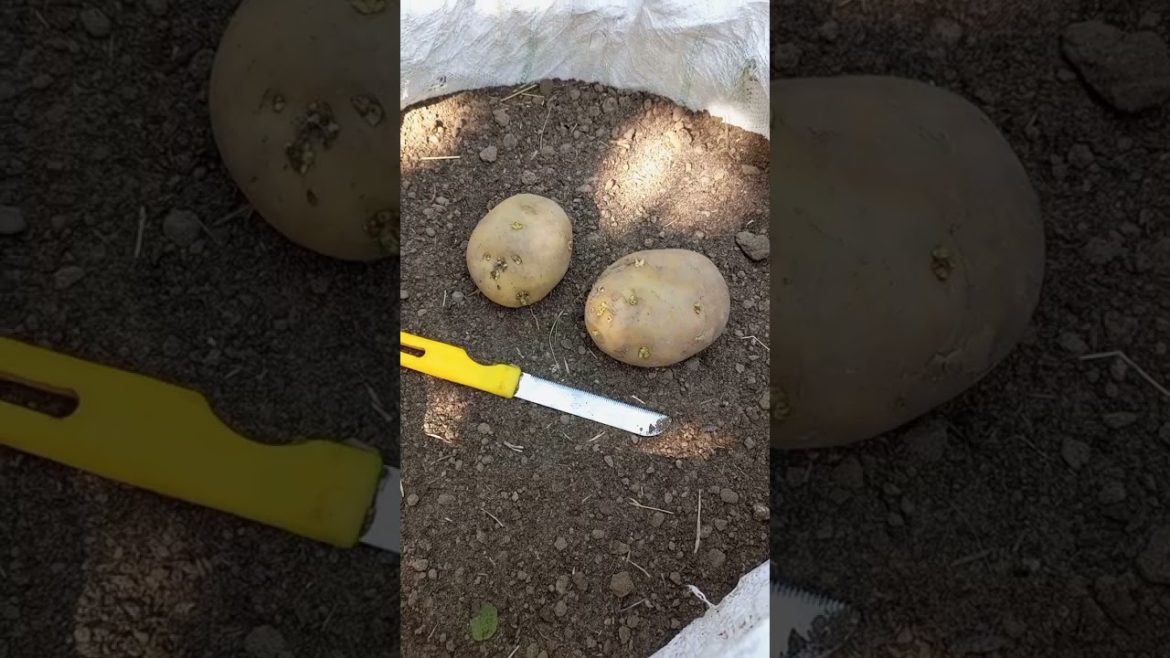 Potato plant at home #shorts #youtubeshorts #shortvideo #garden