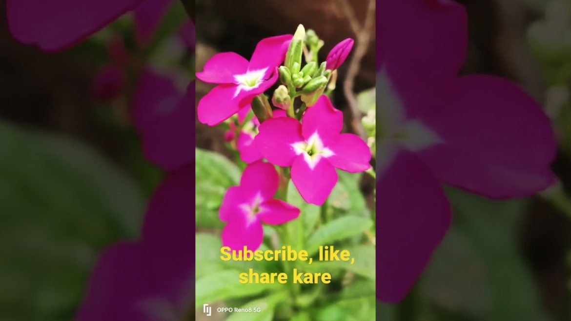 flowers nature status video music!! shorts #natureshort #flower