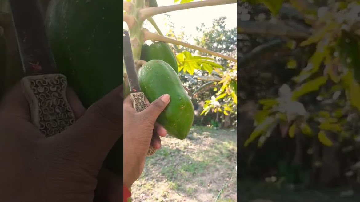 papaya cutting| support me guys | #shorts #short #papaya #support #shortvideo |it's chilgamiya vlog papaya cutting| support me guys | #shorts #short #papaya #support #shortvideo |it's chilgamiya vlog