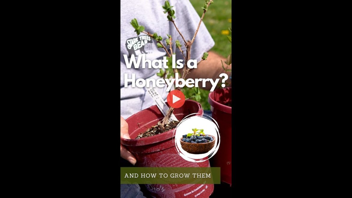 Honeyberries – Cold-hardy Favorite for Edible Landscaping Honeyberries - Cold-hardy Favorite for Edible Landscaping