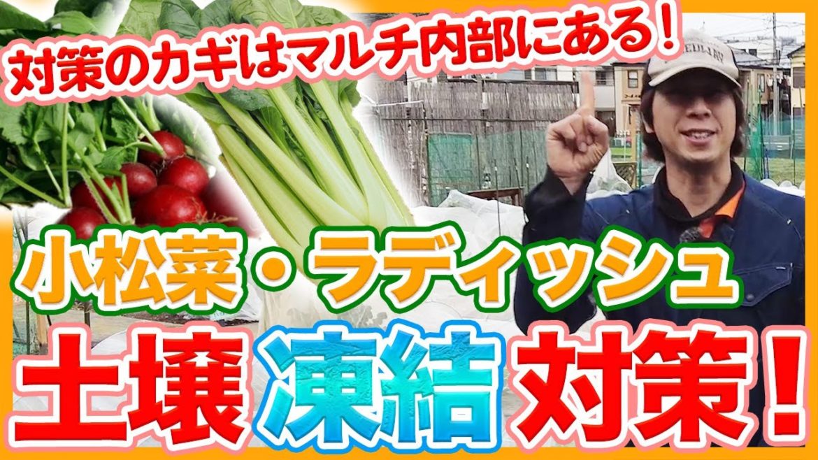家庭菜園や農園のラディッシュや小松菜栽培の土壌凍結対策!冬栽培成功の秘訣はマルチ内部にあり!/Soil freezing countermeasures for leafy vegetables. 家庭菜園や農園のラディッシュや小松菜栽培の土壌凍結対策!冬栽培成功の秘訣はマルチ内部にあり!/Soil freezing countermeasures for leafy vegetables.