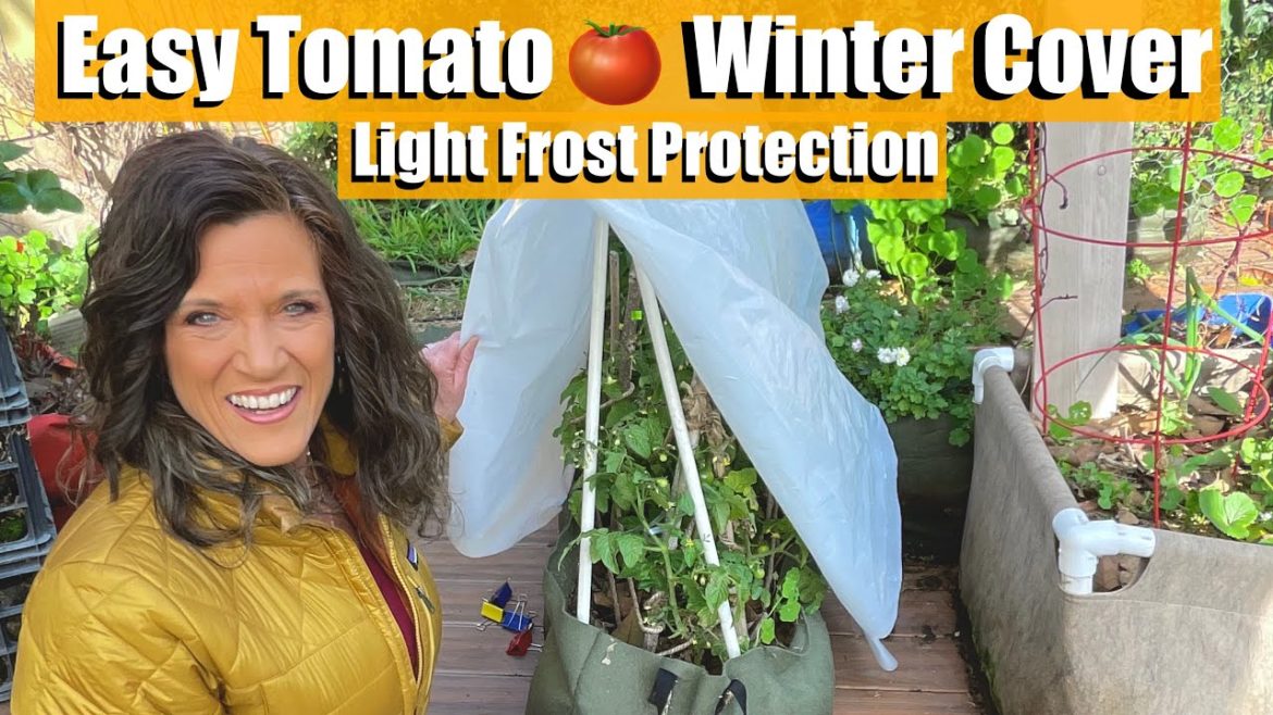 CaliKim: How to Make a Winter Cover for Tomatoes to Protect from Light Frosts -Quick, Simple, Inexpensive How to Make a Winter Cover for Tomatoes to Protect from Light Frosts -Quick, Simple, Inexpensive