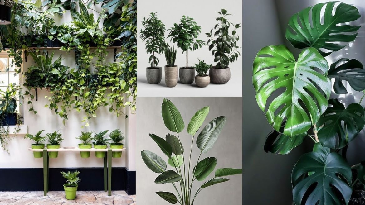 Indoor/Outdoor Plants | Plant decor ideas | @fashiondecorations