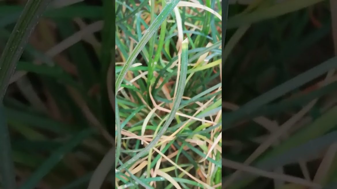 My Small Beautiful Home Garden Raining In My Backyard #shorts #garden