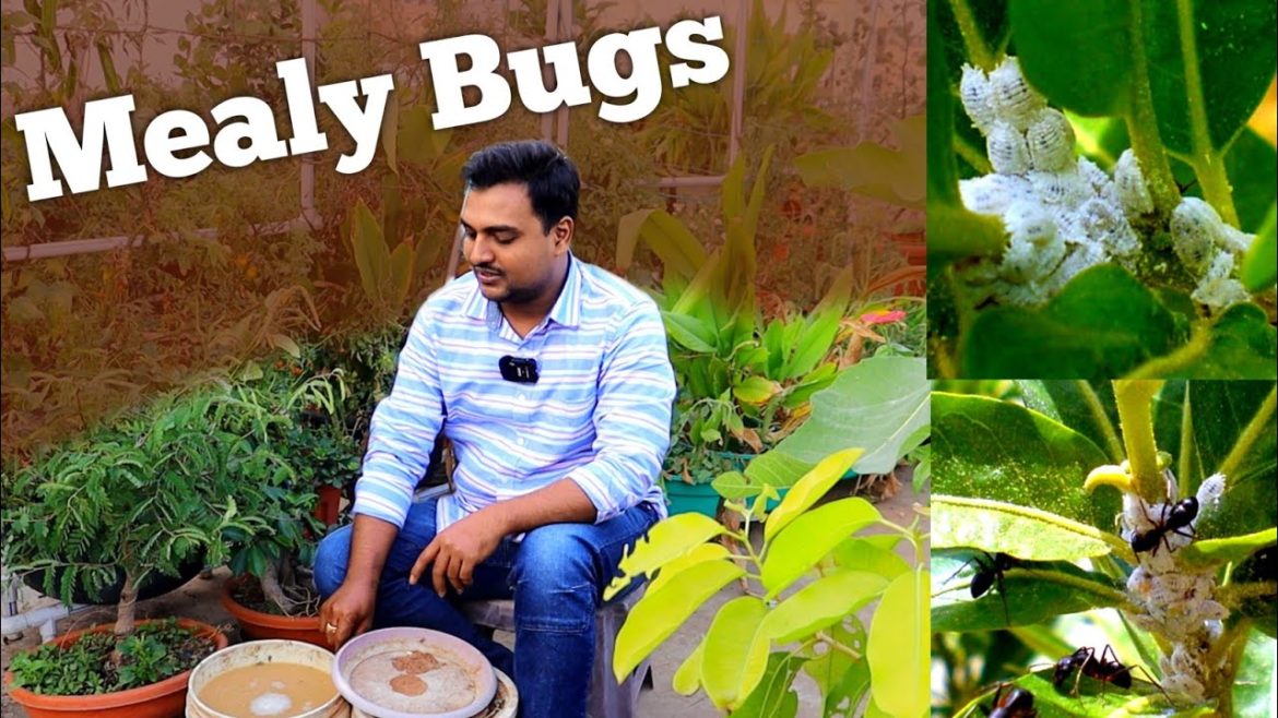 Mealy bugs how to get rid  ఇంట్లో ఉన్న వాటితోనే ఇది చేసి వాడితే చాలు #gardening #mealybugs