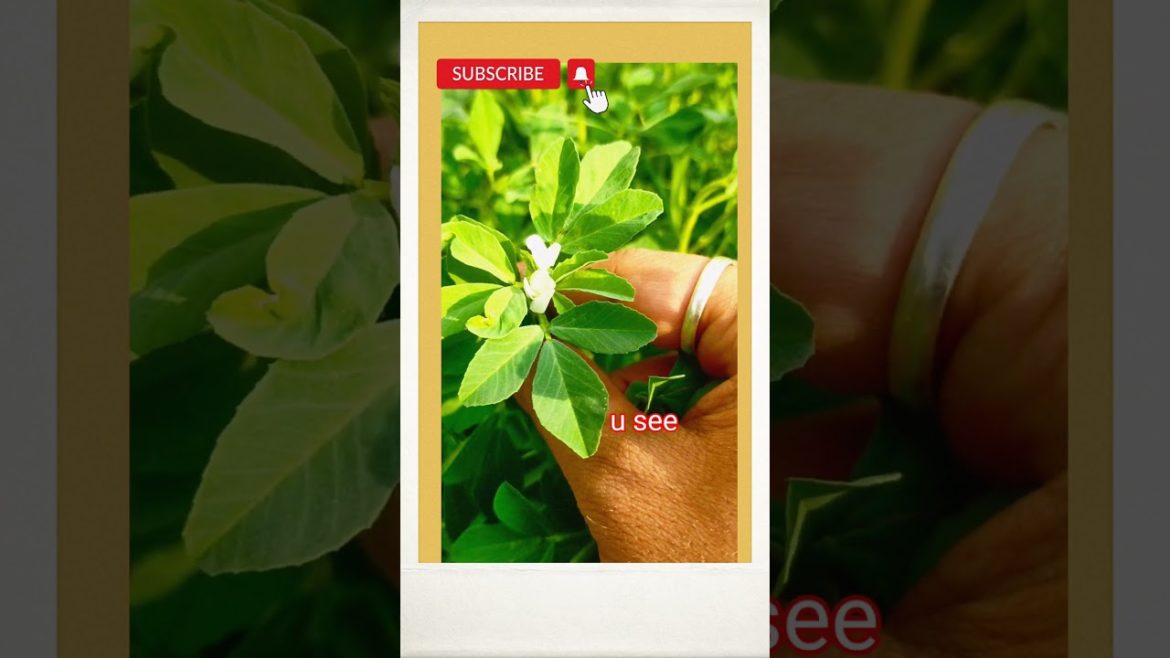#Shorts#Gardening Tips & Techniques at Home#Garden Ideas Care & Fenugreek cultivation at Home #Shorts#Gardening Tips & Techniques at Home#Garden Ideas Care & Fenugreek cultivation at Home
