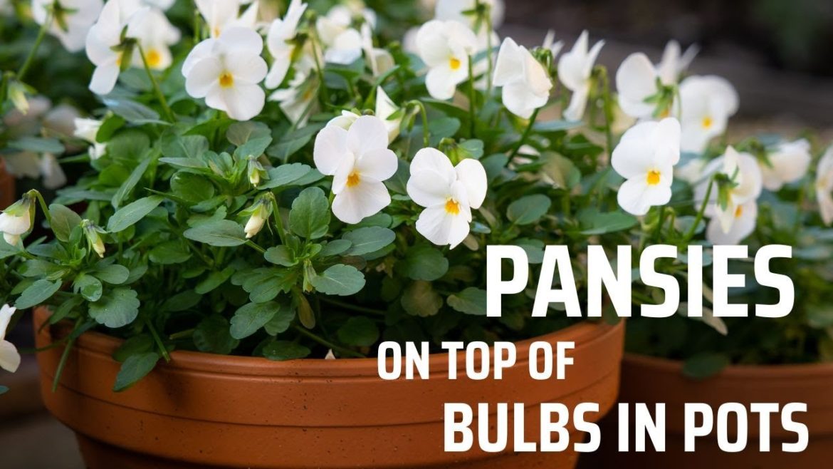 Add flowers to a winter garden. Can you plant pansies on top op spring bulbs? Add flowers to a winter garden. Can you plant pansies on top op spring bulbs?