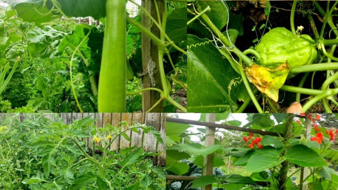 Weeding time to my backyard garden Weeding time to my backyard garden