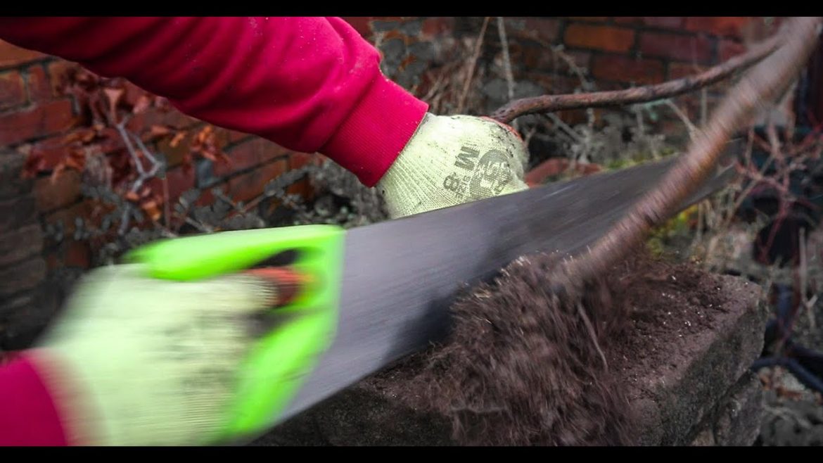 The worst trees I've ever collected for bonsai.