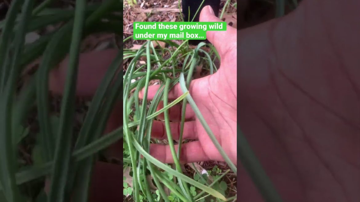 Growing Wild #shorts #gardening #trending #shortsvideo Growing Wild #shorts #gardening #trending #shortsvideo