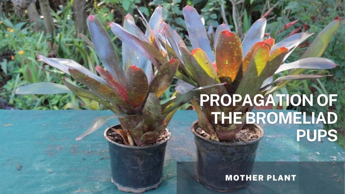 Bromeliad Plant – Part 2 – Propagation of the Bromeliad Pups through division from the Mother Plant Bromeliad Plant - Part 2 - Propagation of the Bromeliad Pups through division from the Mother Plant