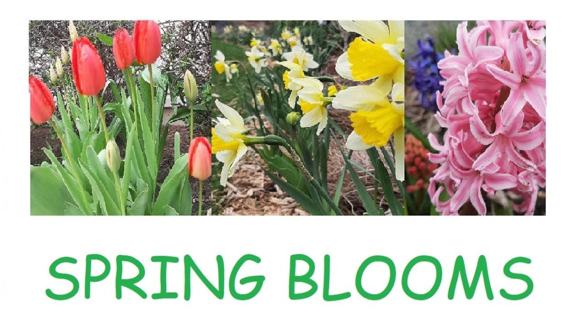 SPRING BLOOMING FLOWERS/ FRONT YARD GARDEN IN ZONE 5 / FILAM FAMILY GARDEN