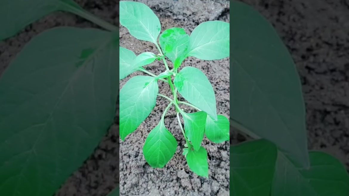 Compost Tea Benefits #krishitips #gardentips #usefulsnippets #shorts