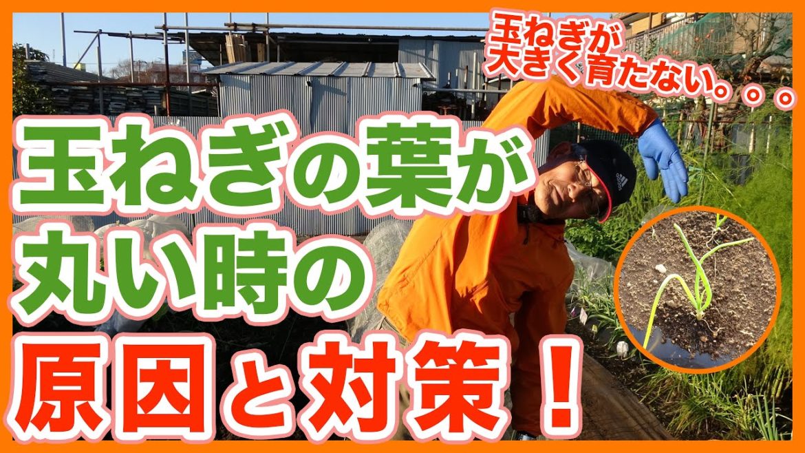 家庭菜園や農園の玉ねぎ栽培で葉が丸まっていて大きく育たない・・・時の原因と対策!【農園ライフ】/Tips for growing onions taught by Japanese farmers. 家庭菜園や農園の玉ねぎ栽培で葉が丸まっていて大きく育たない・・・時の原因と対策!【農園ライフ】/Tips for growing onions taught by Japanese farmers.