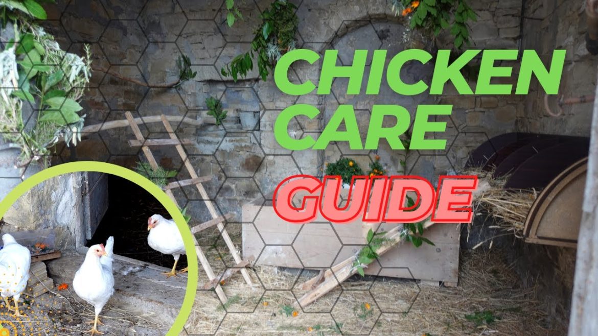 Tips for basic chicken care & Tour of our chicken coop Tips for basic chicken care & Tour of our chicken coop