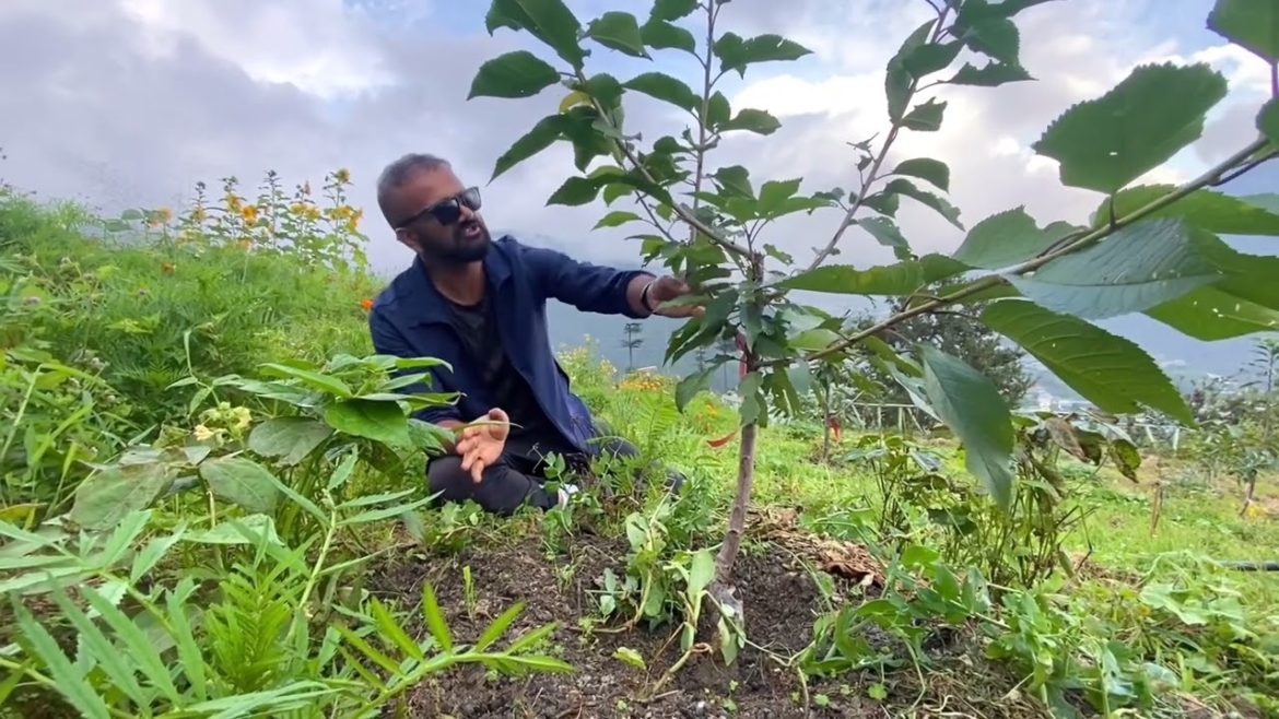 Legumes. Nitrogen Fixing and A Gardening Myth Legumes. Nitrogen Fixing and A Gardening Myth