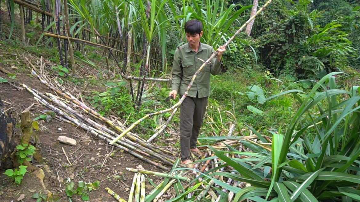 Harvest sugarcane, build a manual sugarcane refining furnace - Kong Off Grid Living