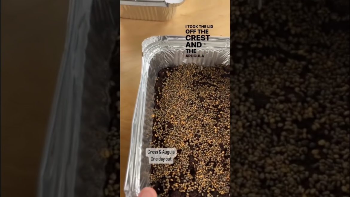 Tips for Growing Microgreens: Part 5 🌱🌱🌱 #microgreens #growkit #gardentips Tips for Growing Microgreens: Part 5 🌱🌱🌱 #microgreens #growkit #gardentips
