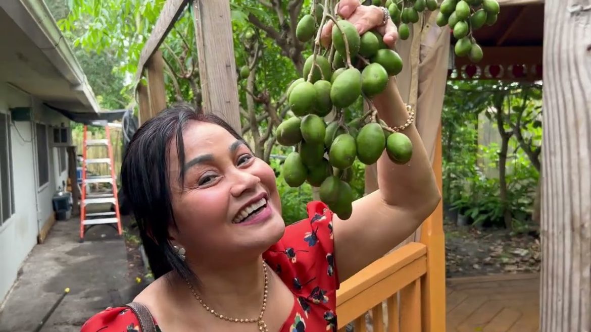 Amazing Khmer garden in Florida USA/ដីតូចតែស្អីក៏មាន​ ចំការខ្មែរ Florida