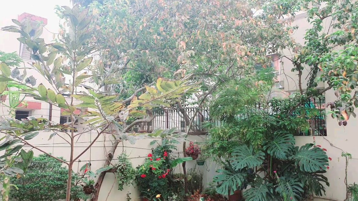 My backyard garden tour in March//Saving plants through summers//Propagating plants