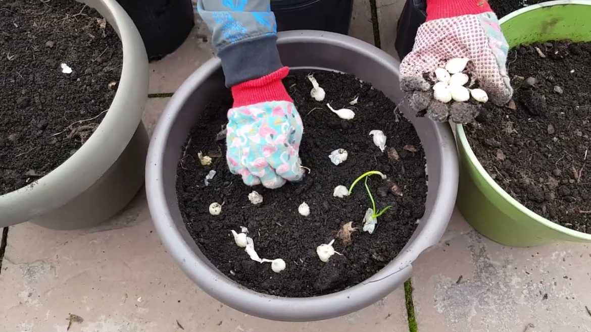 IMPORTANT TASKS TO DO IN SPRING | SMALL BACKYARD GARDEN | ZONE 5A CANADA