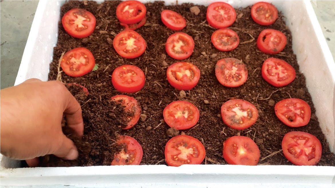 Gardening Tips | How to grow tomatoes is simple not everyone knows Gardening Tips | How to grow tomatoes is simple not everyone knows